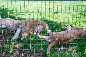 Captured at Darling Downs Zoo, Pilton QLD Australia.