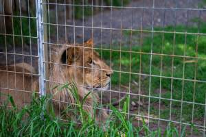 Captured at Darling Downs Zoo, Pilton QLD Australia.