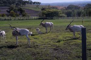 Captured at Darling Downs Zoo, Pilton QLD Australia.