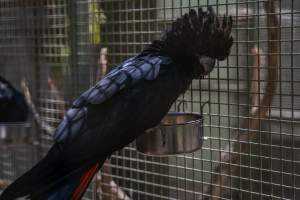 Captured at Darling Downs Zoo, Pilton QLD Australia.