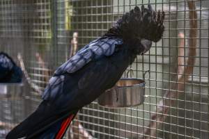Captured at Darling Downs Zoo, Pilton QLD Australia.