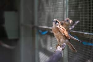 Captured at Darling Downs Zoo, Pilton QLD Australia.