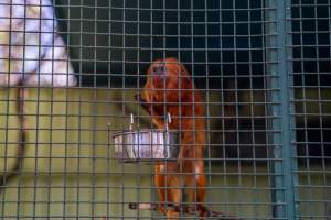 Captured at Darling Downs Zoo, Pilton QLD Australia.