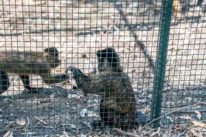 Captured at Darling Downs Zoo, Pilton QLD Australia.