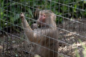 Captured at Darling Downs Zoo, Pilton QLD Australia.
