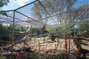 Captured at Darling Downs Zoo, Pilton QLD Australia.