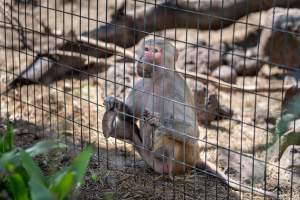 Captured at Darling Downs Zoo, Pilton QLD Australia.