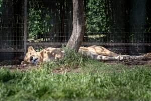 Captured at Darling Downs Zoo, Pilton QLD Australia.