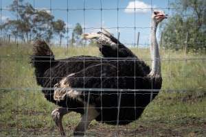 Captured at Darling Downs Zoo, Pilton QLD Australia.