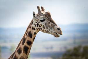 Captured at Darling Downs Zoo, Pilton QLD Australia.