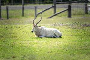 Captured at Darling Downs Zoo, Pilton QLD Australia.