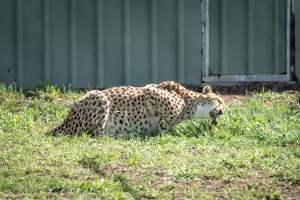 Captured at Darling Downs Zoo, Pilton QLD Australia.