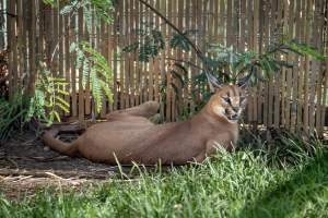 Captured at Darling Downs Zoo, Pilton QLD Australia.