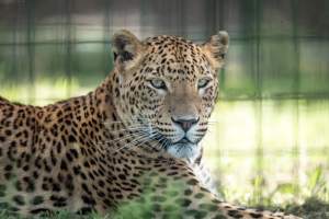 Captured at Darling Downs Zoo, Pilton QLD Australia.