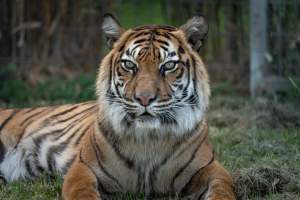 Captured at Darling Downs Zoo, Pilton QLD Australia.