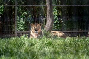 Captured at Darling Downs Zoo, Pilton QLD Australia.