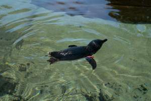 Captured at Sea World, Main Beach QLD Australia.