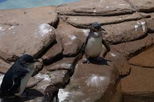 Captured at Sea World, Main Beach QLD Australia.