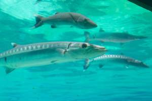 Captured at Sea World, Main Beach QLD Australia.