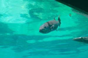 Captured at Sea World, Main Beach QLD Australia.