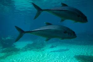 Captured at Sea World, Main Beach QLD Australia.