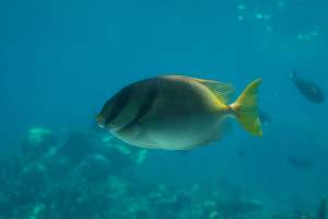 Captured at Sea World, Main Beach QLD Australia.
