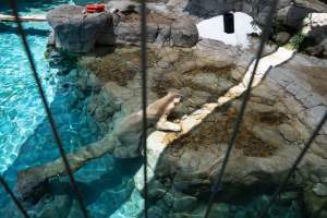 Captured at Sea World, Main Beach QLD Australia.