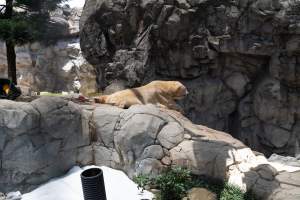 Captured at Sea World, Main Beach QLD Australia.