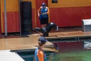 Captured at Sea World, Main Beach QLD Australia.