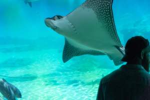 Captured at Sea World, Main Beach QLD Australia.