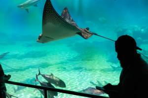 Captured at Sea World, Main Beach QLD Australia.