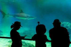 Captured at Sea World, Main Beach QLD Australia.