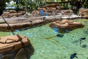 Captured at Sea World, Main Beach QLD Australia.