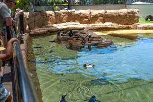 Captured at Sea World, Main Beach QLD Australia.