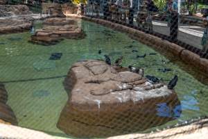 Captured at Sea World, Main Beach QLD Australia.