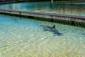 Captured at Sea World, Main Beach QLD Australia.