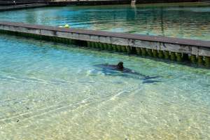 Captured at Sea World, Main Beach QLD Australia.