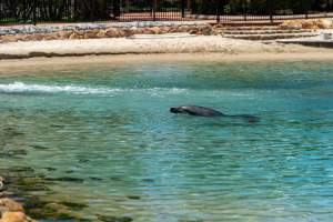 Captured at Sea World, Main Beach QLD Australia.