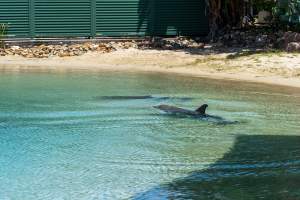 Captured at Sea World, Main Beach QLD Australia.