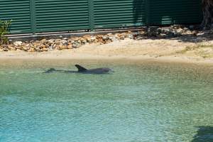 Captured at Sea World, Main Beach QLD Australia.