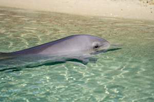 Captured at Sea World, Main Beach QLD Australia.