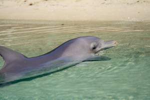 Captured at Sea World, Main Beach QLD Australia.
