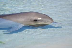 Captured at Sea World, Main Beach QLD Australia.