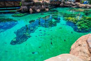 Captured at Sea World, Main Beach QLD Australia.