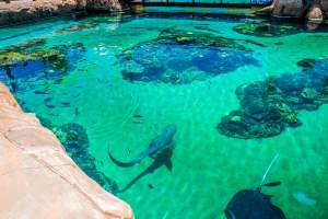 Captured at Sea World, Main Beach QLD Australia.