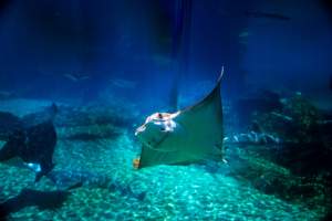 Captured at Sea World, Main Beach QLD Australia.