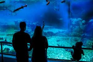 Captured at Sea World, Main Beach QLD Australia.