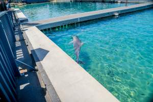 Captured at Sea World, Main Beach QLD Australia.