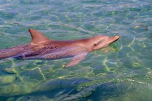 Captured at Sea World, Main Beach QLD Australia.