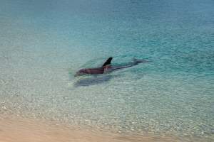 Captured at Sea World, Main Beach QLD Australia.